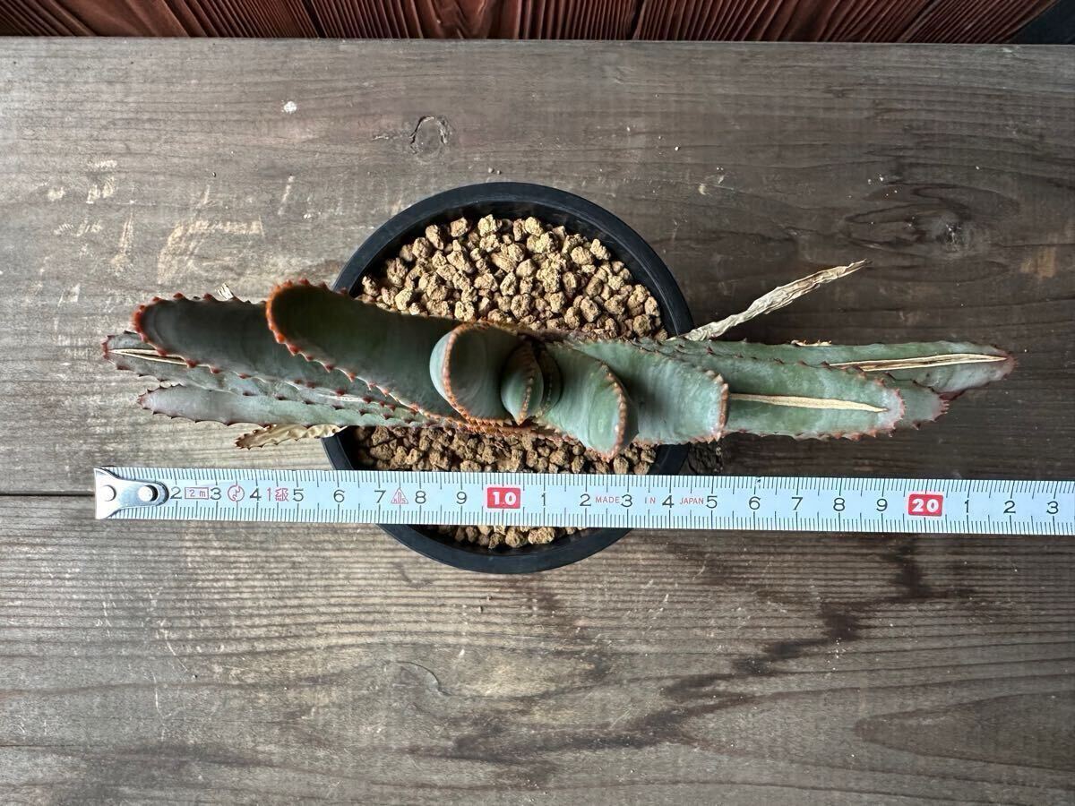5.アロエ コンプレッサ シストフィラ Aloe compressa var.schistophila 実生 Aloe コンプレッサ シストフィラ 実生 10. アロエ・コンプレッサ・シストフィラ