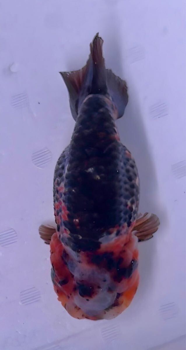 中国産 - | フィッシュマスターオカ金魚専門店 数多くの厳選した極上 