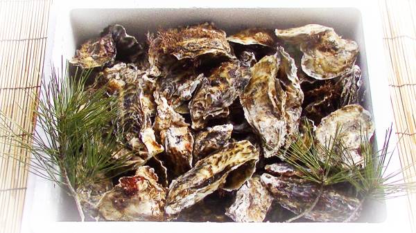 松島牡蠣屋　訳あり殻付き牡蠣！１６ｋｇセット完全漁師直送品・