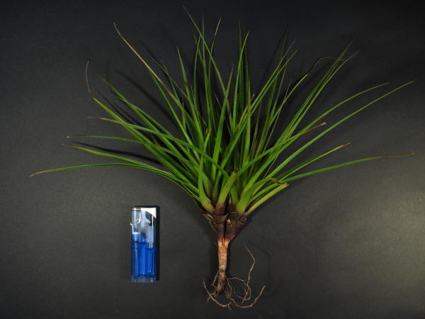 Tillandsia dodsonii①　チランジア　ドドソニー