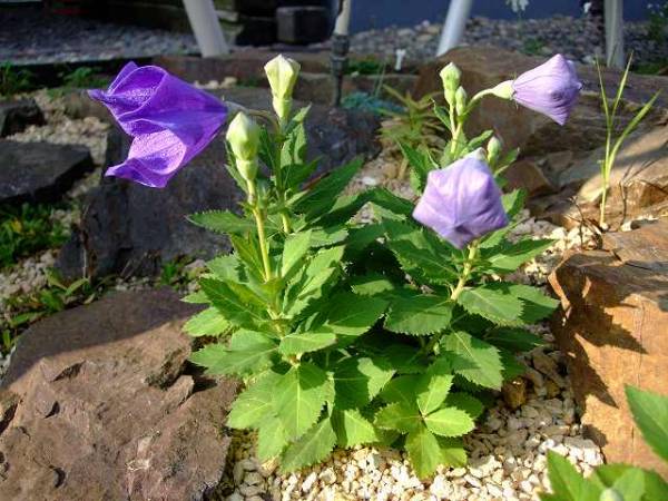 矮性 アポイ キキョウ 種子 粒 北海道 高山植物 山野草 種 売買されたオークション情報 Yahooの商品情報をアーカイブ公開 オークファン Aucfan Com