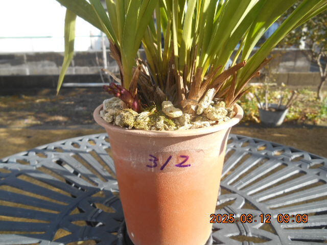 キンリョウヘン 　花茎２本　株分け可能＜312＞_1