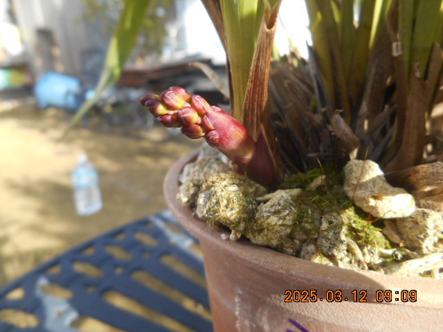 キンリョウヘン 　花茎２本　株分け可能＜312＞_2