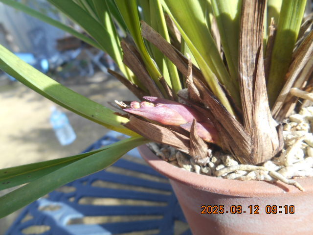 キンリョウヘン 　花茎２本　株分け可能＜312＞_3