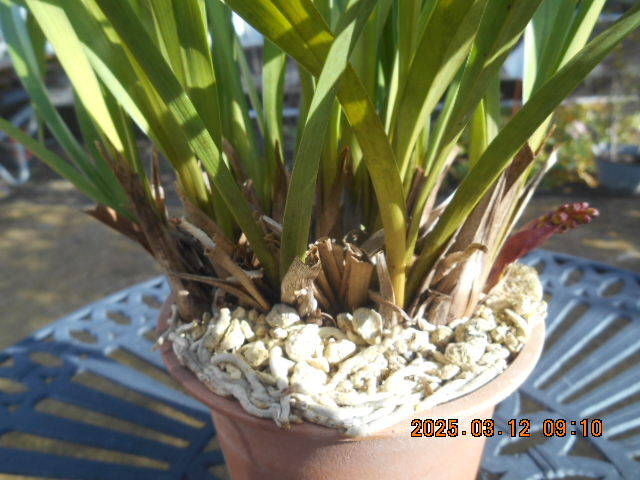 キンリョウヘン 　花茎２本　株分け可能＜312＞_4