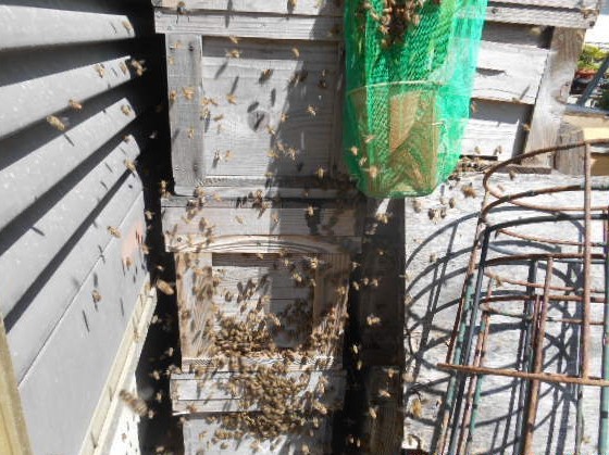 キンリョウヘン 　花茎２本　株分け可能＜312＞_8