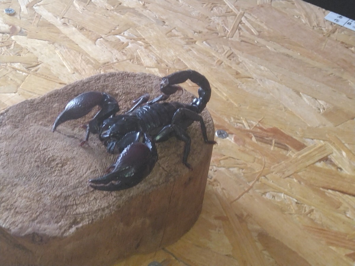 チャグロサソリ1匹　アジアンフォレストスコーピオン10センチ_1