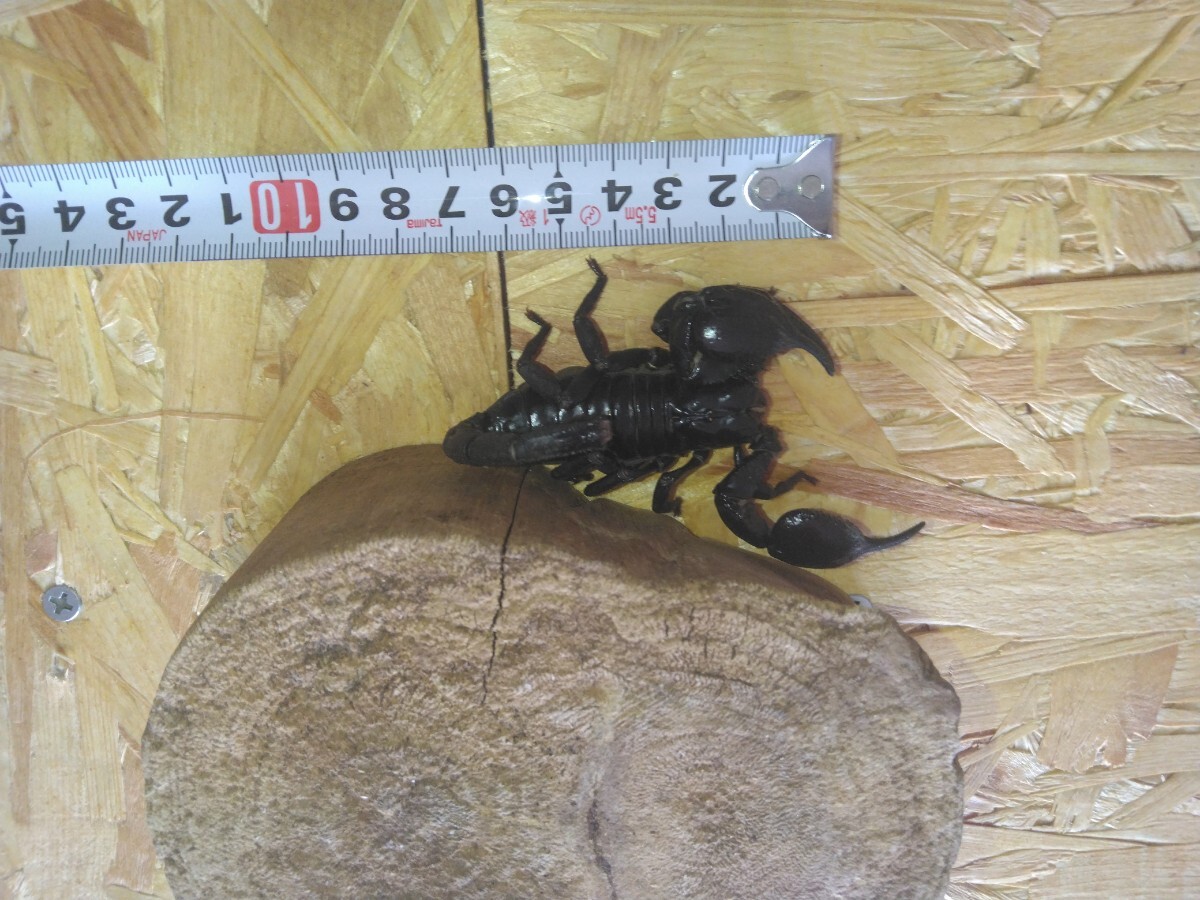 チャグロサソリ1匹　アジアンフォレストスコーピオン10センチ_3