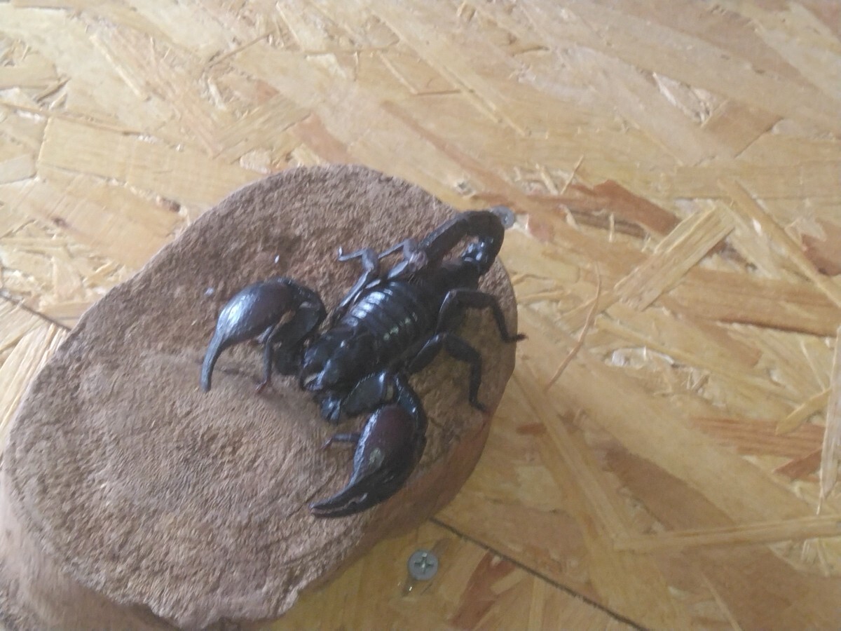 チャグロサソリ1匹　アジアンフォレストスコーピオン10センチ_4