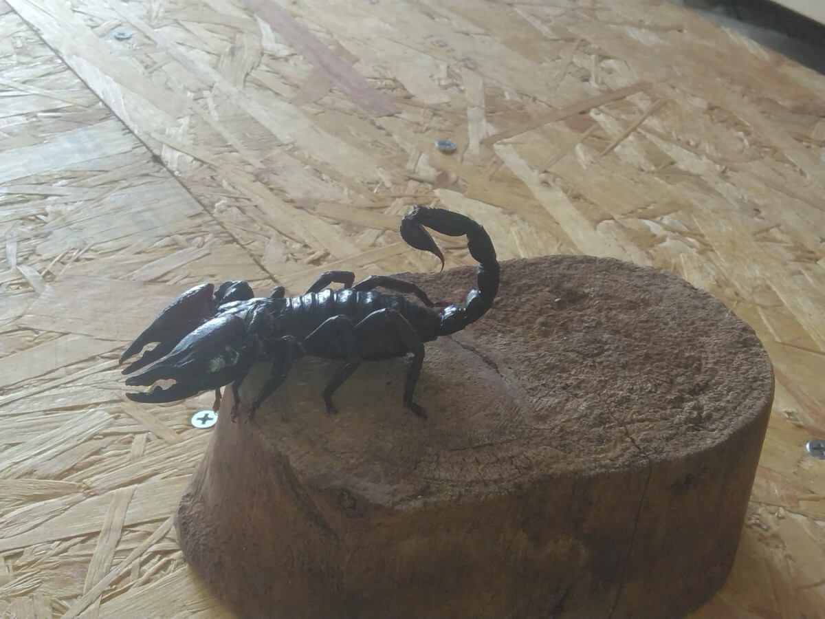 チャグロサソリ1匹　アジアンフォレストスコーピオン10センチ_5