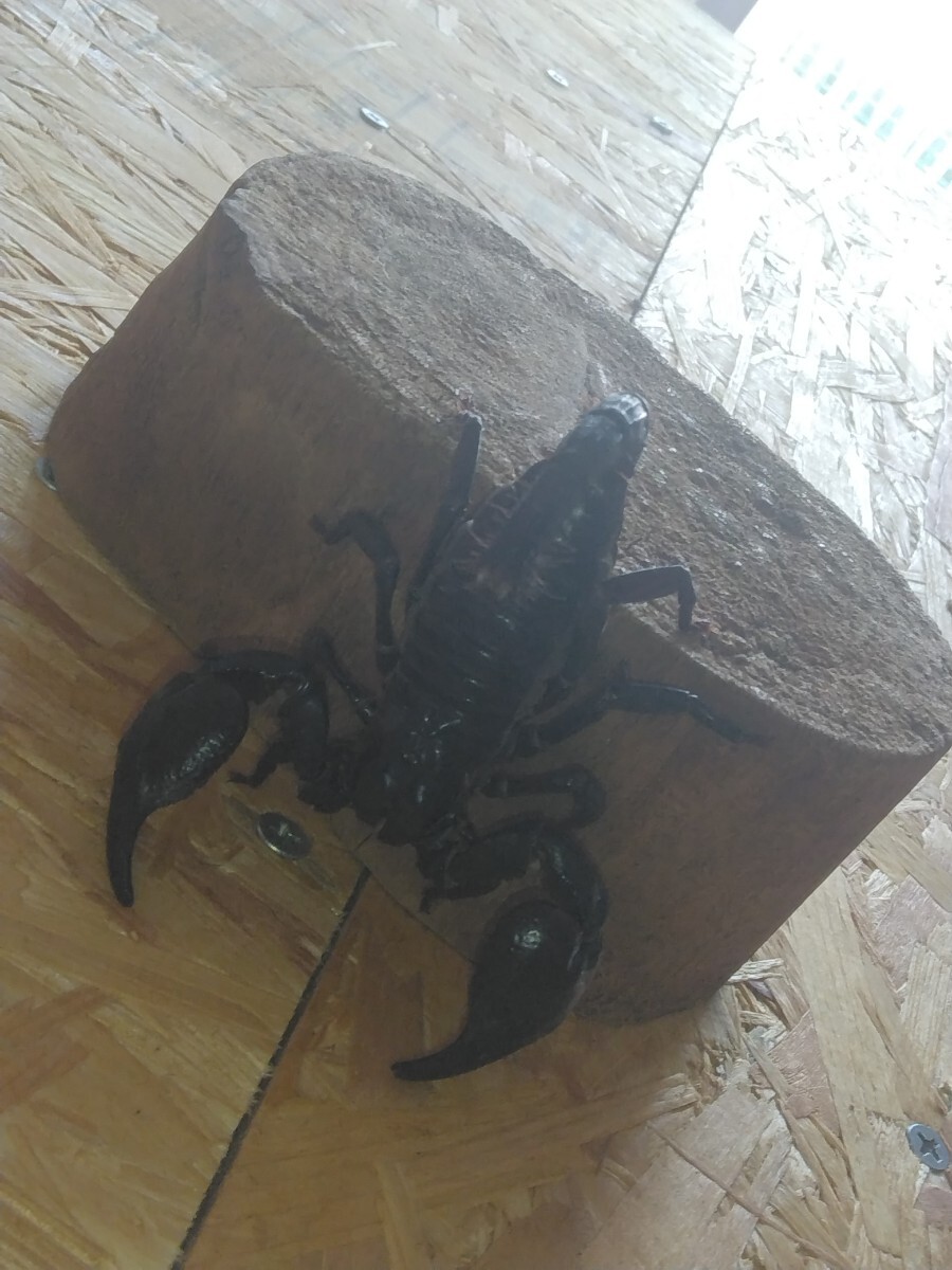 チャグロサソリ1匹　アジアンフォレストスコーピオン10センチ_6