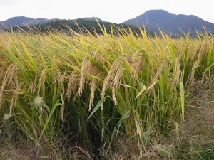 ■送料無料、平成２６年新米長野産あきたこまち、白米２７ｋｇ