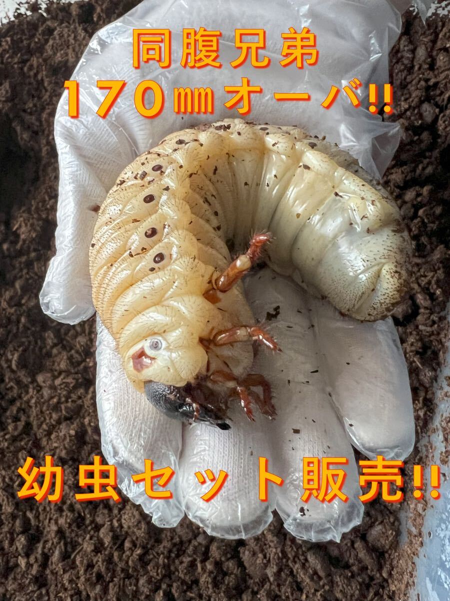同腹兄弟170mm!! DHヘラクレス 幼虫 ペア (大)4匹 セット【大型血統