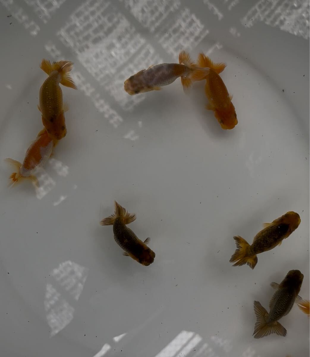 510らんちゅう当歳魚10匹②_1