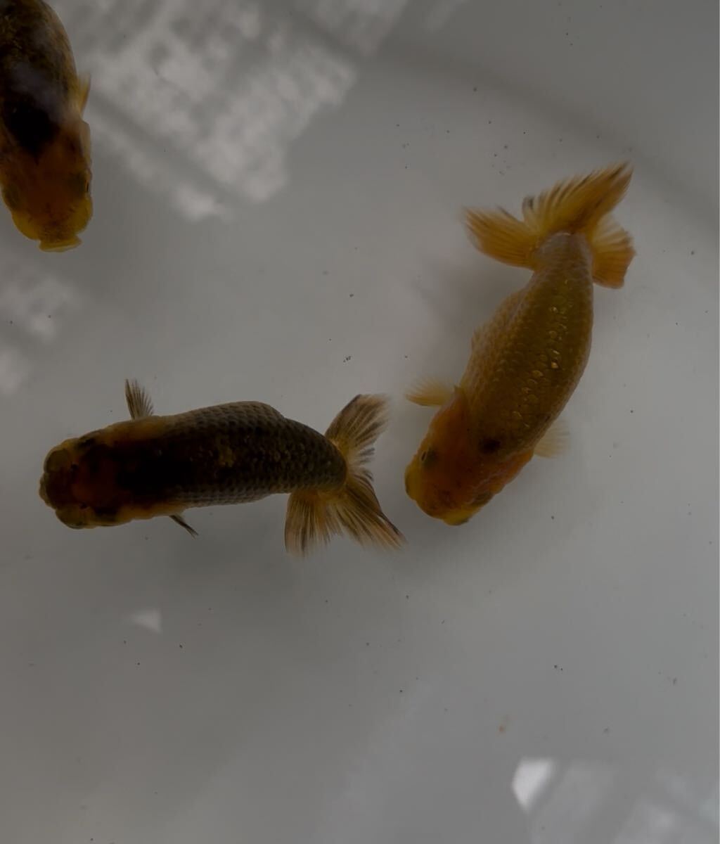 510らんちゅう当歳魚10匹②_3