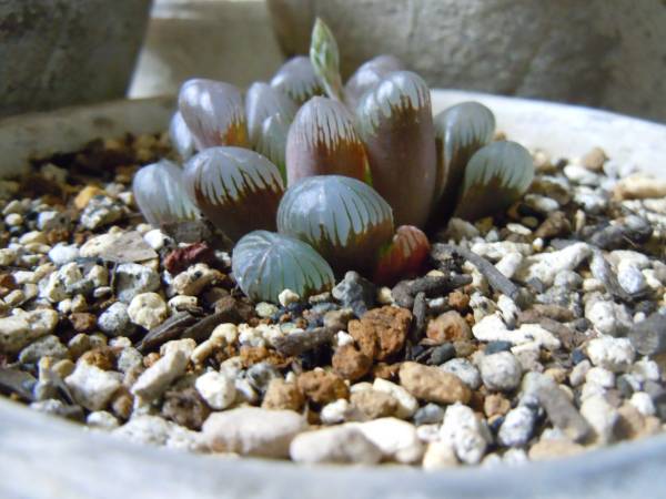 多肉植物　ハオルチア　紫ドドソンオブツーサ　花付き