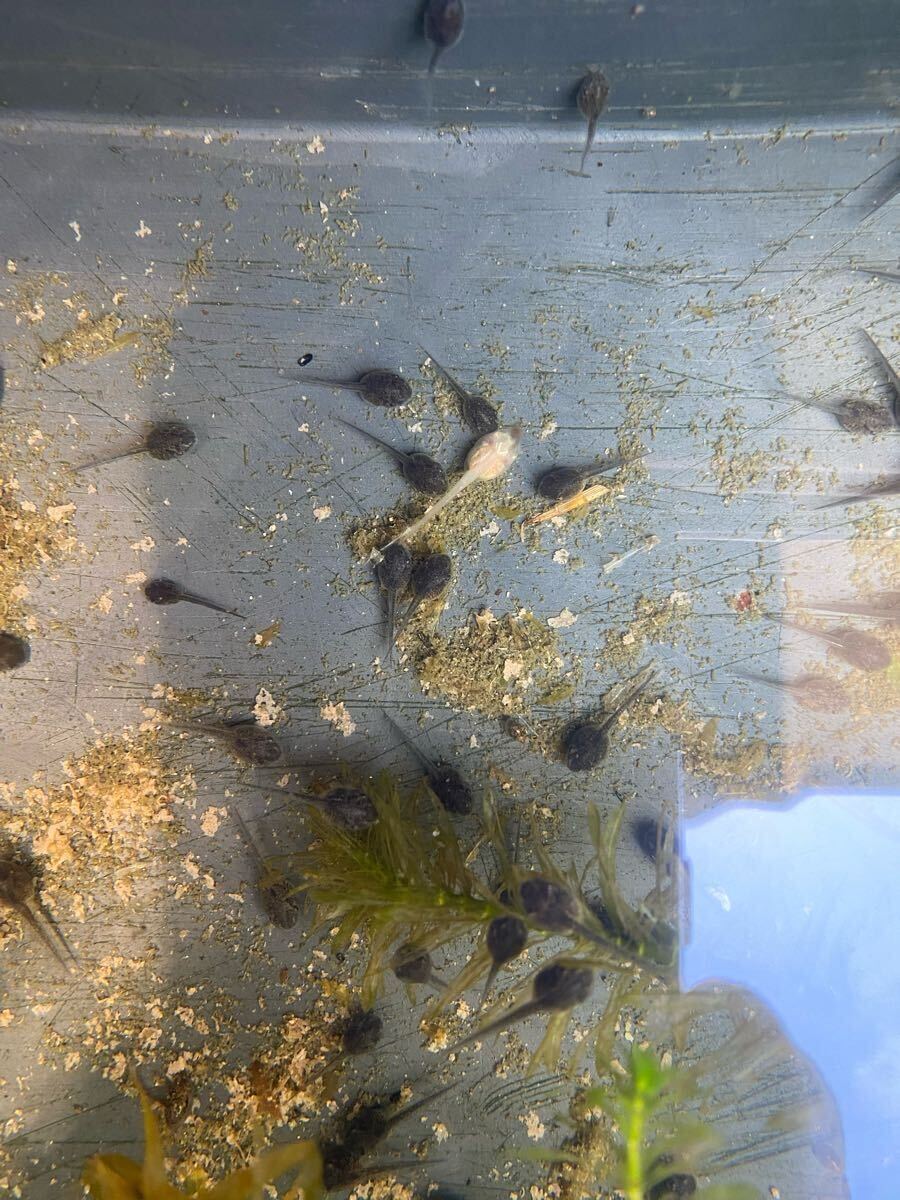 アルビノ 黒目トランス アマガエル ヘテロ おたまじゃくし(ノーマルカラー) 10匹 ③_1