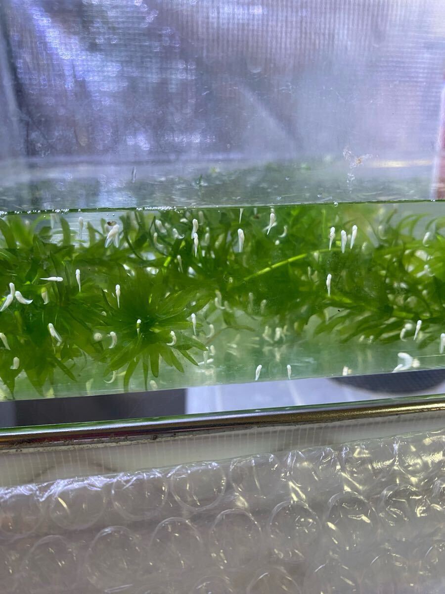 アルビノ 黒目トランス アマガエル ヘテロ おたまじゃくし(ノーマルカラー) 10匹 ③_10