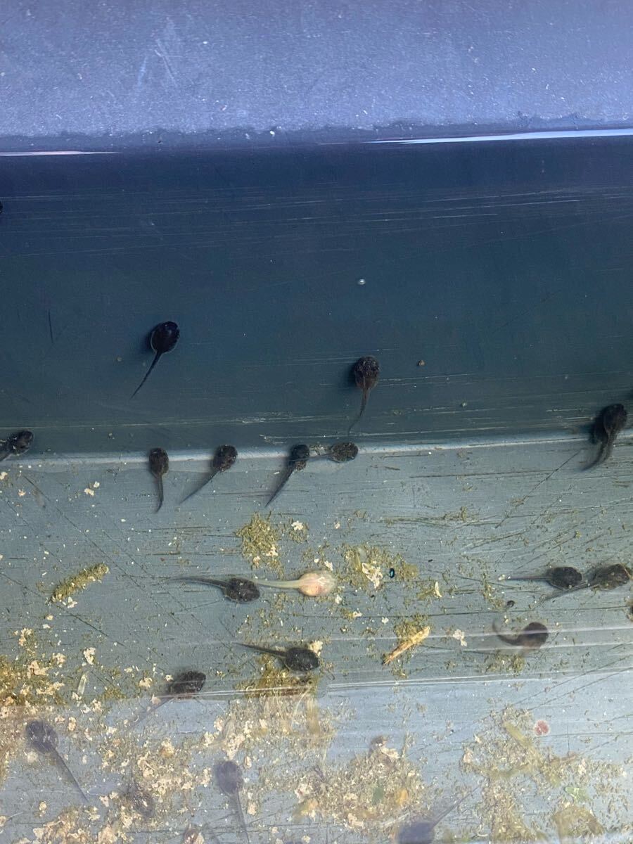 アルビノ 黒目トランス アマガエル ヘテロ おたまじゃくし(ノーマルカラー) 10匹 ③_2