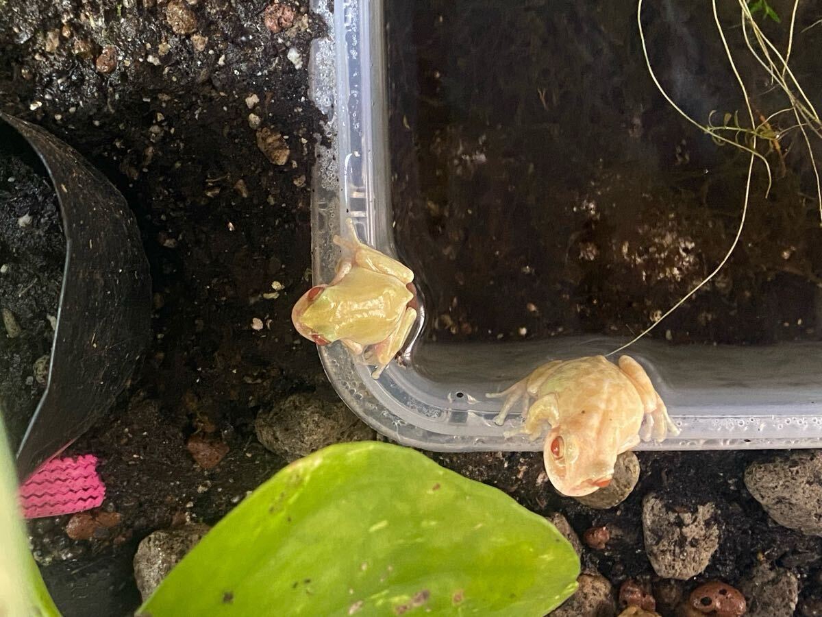 アルビノ 黒目トランス アマガエル ヘテロ おたまじゃくし(ノーマルカラー) 10匹 ③_4