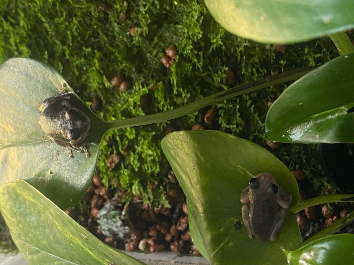 アルビノ 黒目トランス アマガエル ヘテロ おたまじゃくし(ノーマルカラー) 10匹 ③_5