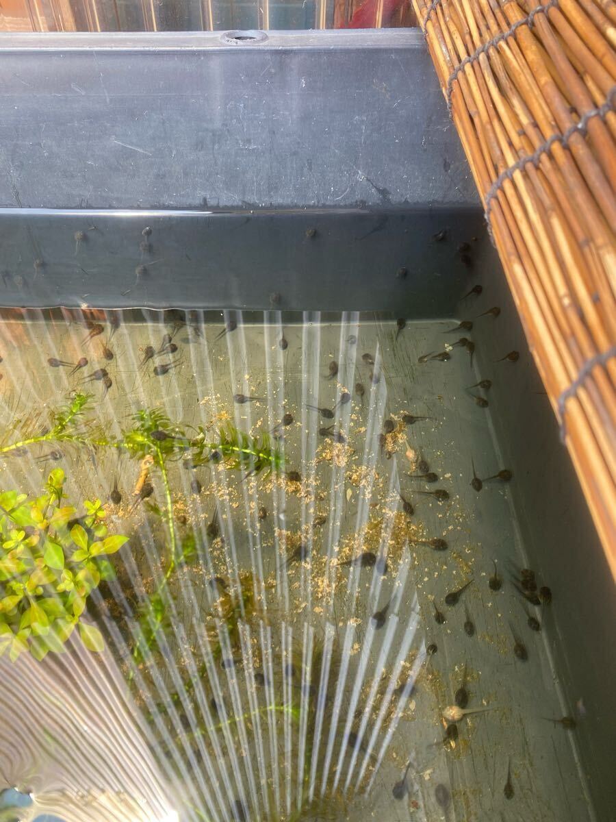 アルビノ 黒目トランス アマガエル ヘテロ おたまじゃくし(ノーマルカラー) 10匹 ③_7