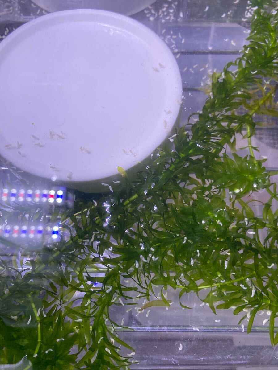 アルビノ 黒目トランス アマガエル ヘテロ おたまじゃくし(ノーマルカラー) 10匹 ③_8