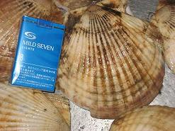 訳あり　漁師直送　野付産 天然特大活ホタテ12K30～38枚