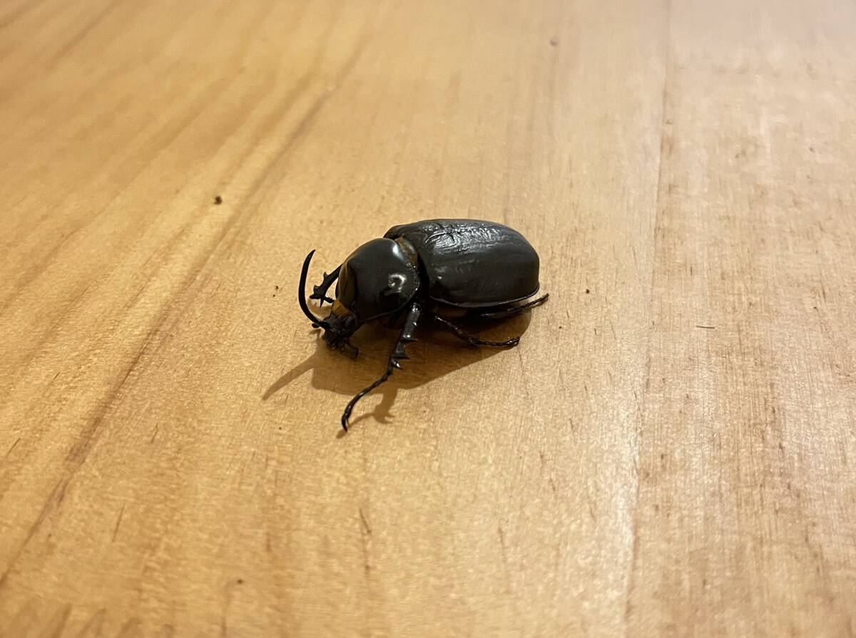 ゴロファテルサンデール　成虫ペア_1