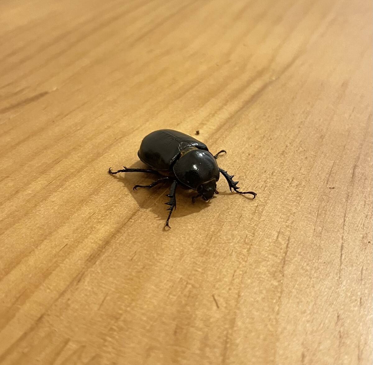 ゴロファテルサンデール　成虫ペア_2