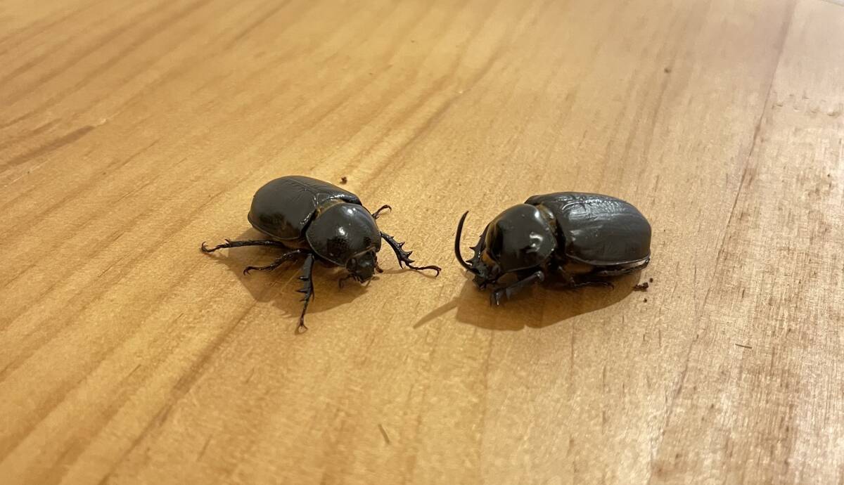 ゴロファテルサンデール　成虫ペア_3