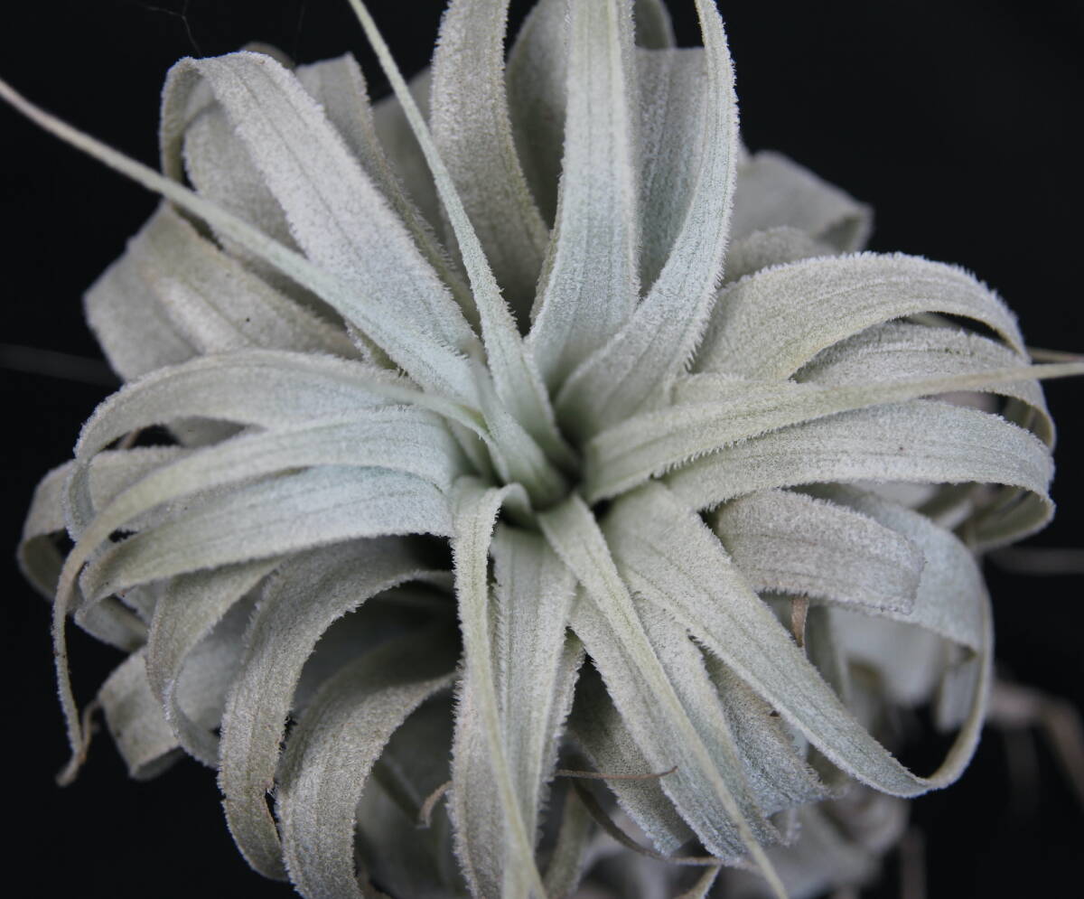 Tillandsia chapeuensis var. turriformis　　ティランジア・チャペウエンシス・チュリフォルミス　チランジア　エアプランツ_1