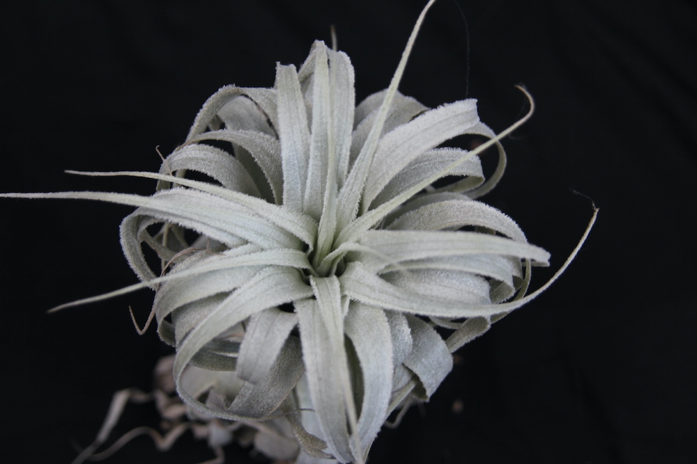 Tillandsia chapeuensis var. turriformis　　ティランジア・チャペウエンシス・チュリフォルミス　チランジア　エアプランツ_2