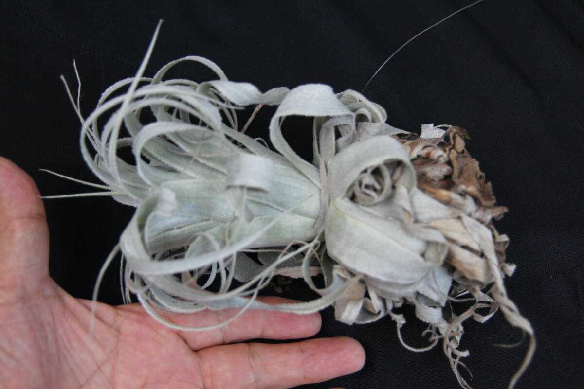 Tillandsia chapeuensis var. turriformis　　ティランジア・チャペウエンシス・チュリフォルミス　チランジア　エアプランツ_3
