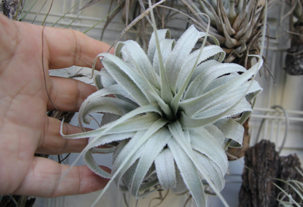Tillandsia chapeuensis var. turriformis　　ティランジア・チャペウエンシス・チュリフォルミス　チランジア　エアプランツ_4