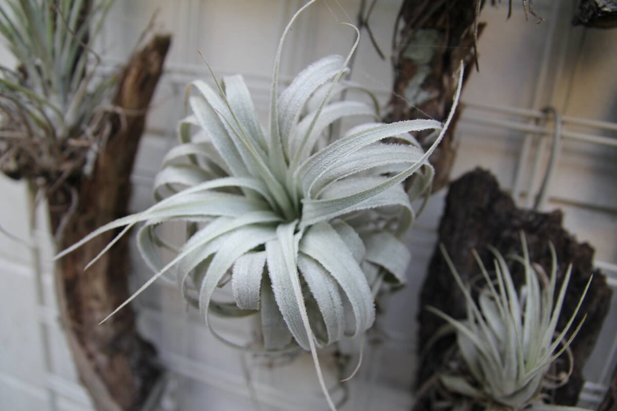 Tillandsia chapeuensis var. turriformis　　ティランジア・チャペウエンシス・チュリフォルミス　チランジア　エアプランツ_5