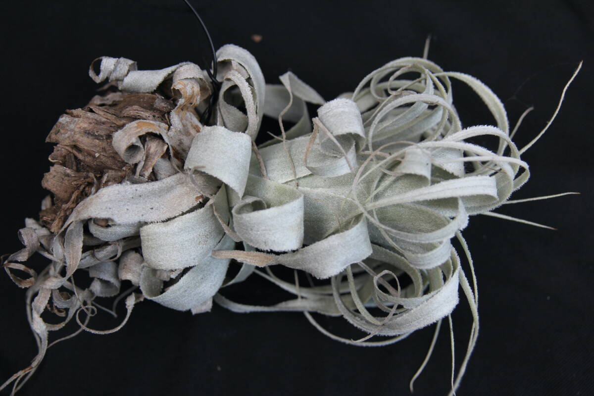 Tillandsia chapeuensis var. turriformis　　ティランジア・チャペウエンシス・チュリフォルミス　チランジア　エアプランツ_6