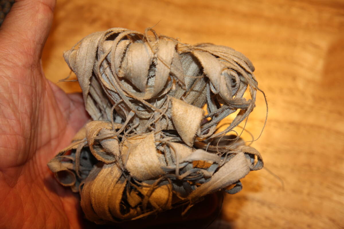 Tillandsia chapeuensis var. turriformis　　ティランジア・チャペウエンシス・チュリフォルミス　チランジア　エアプランツ_7