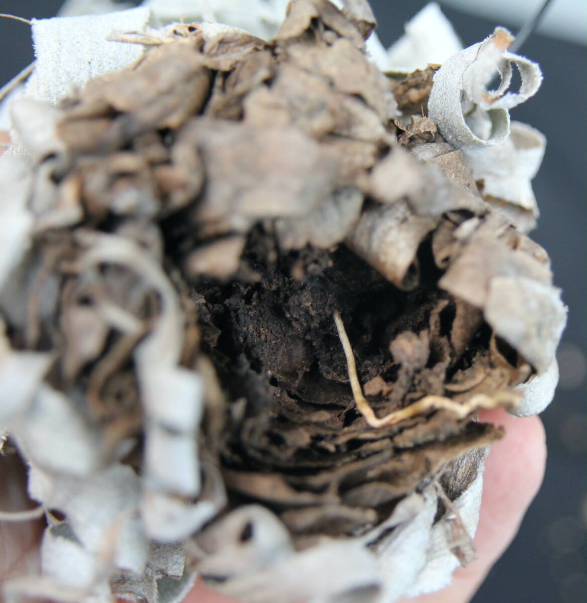 Tillandsia chapeuensis var. turriformis　　ティランジア・チャペウエンシス・チュリフォルミス　チランジア　エアプランツ_8