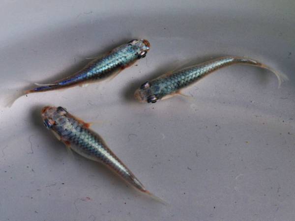 1円 青幹之めだかの稚魚 未選別 Ss S 30匹 みゆき めだか 売買されたオークション情報 Yahooの商品情報をアーカイブ公開 オークファン Aucfan Com