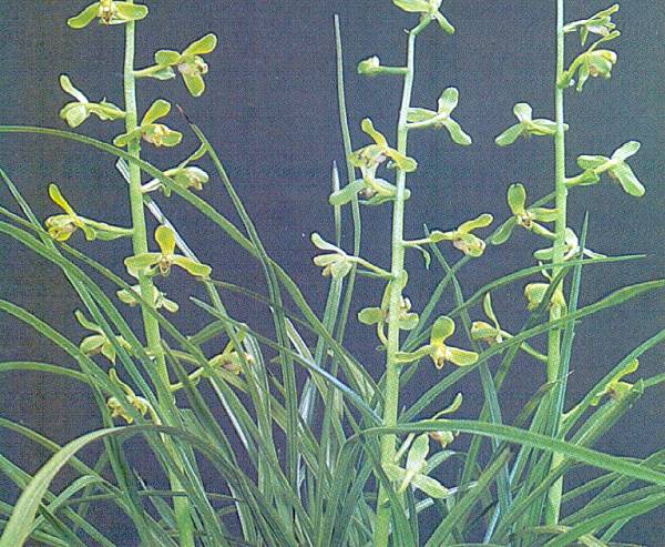 半額特売 D06478 矢口永寿 九谷焼 青華 花唐草文鉢 菓子鉢 盛鉢