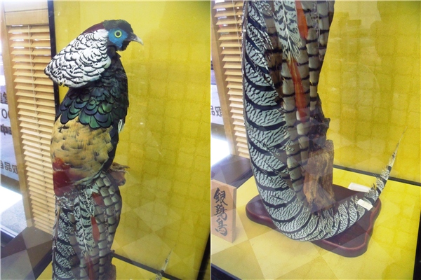 B07 銀鶏鳥 ガラスケース入り 剥製 置物 希少 オブジェ ギンケイ(科学
