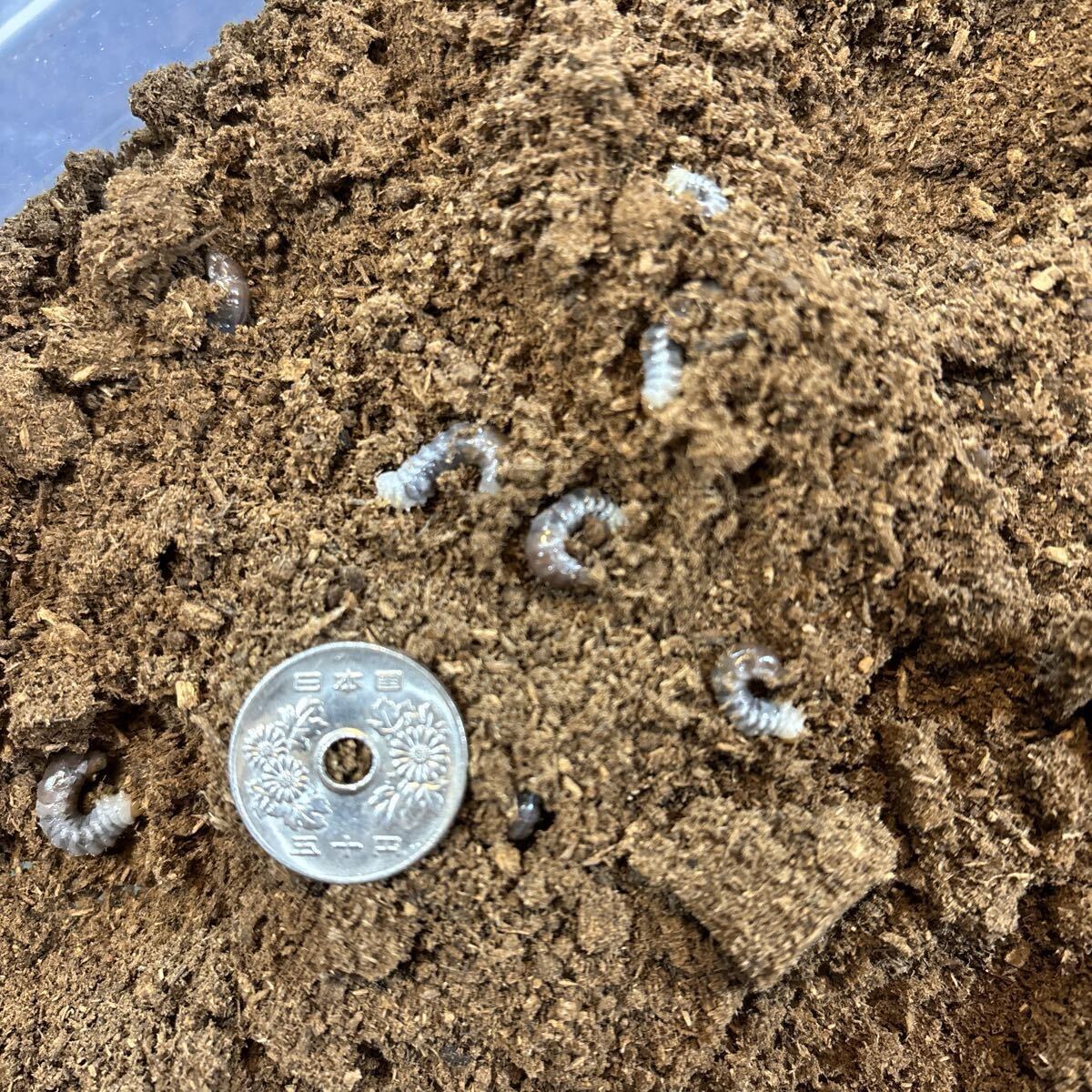 ｖ（＾＾）フローレンスギラファノコギリクワガタ　幼虫8匹　ロ　基本土日祝日出荷のみの対応です。_1