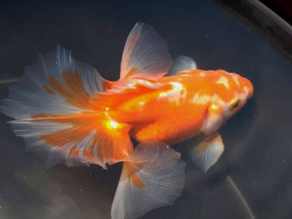 白髪親父が育てた土佐錦（稚魚）　100匹　B