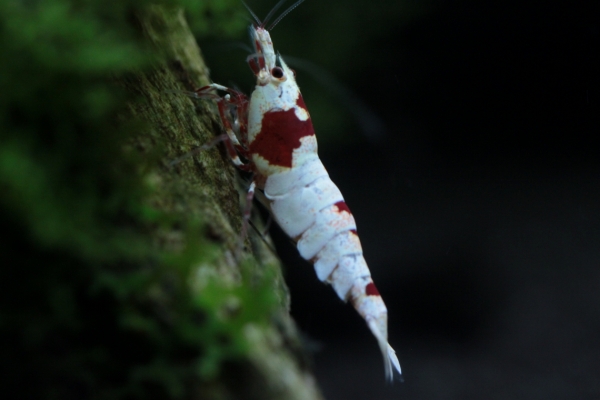 ☆★[glossy]★☆涼風レッドオス