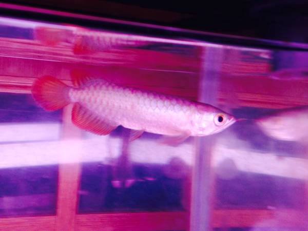 アロワナ アクアリーダー ハイバックゴールデン高背金龍3