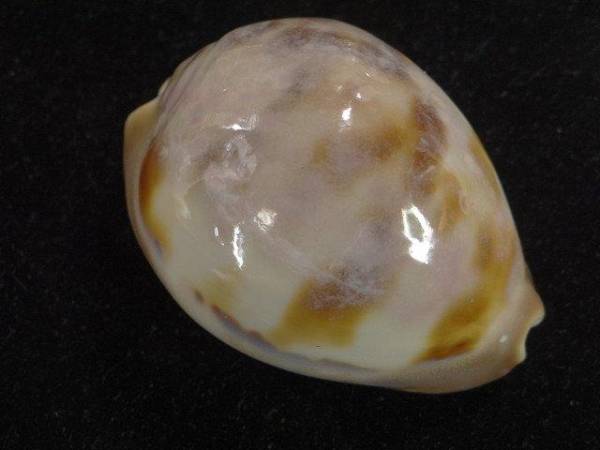 貝＊ 標本＊メンコイダカラ (科学、自然)｜売買された 