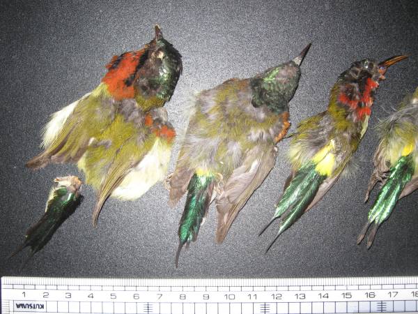 エンビタイヨウチョウ 5羽 Complete 鳥 剥製 羽根 の入札履歴 - 入札 
