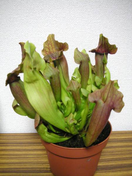 食虫植物　サラセニア　マルーン