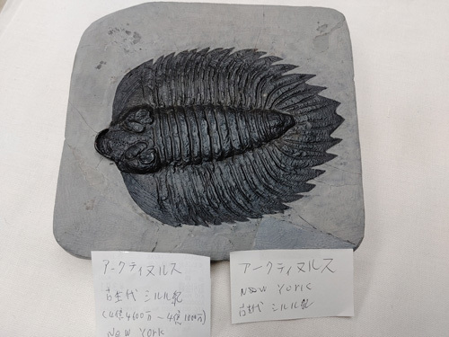 化石 葉の値段と価格推移は？｜96件の売買データから化石 葉の価値が